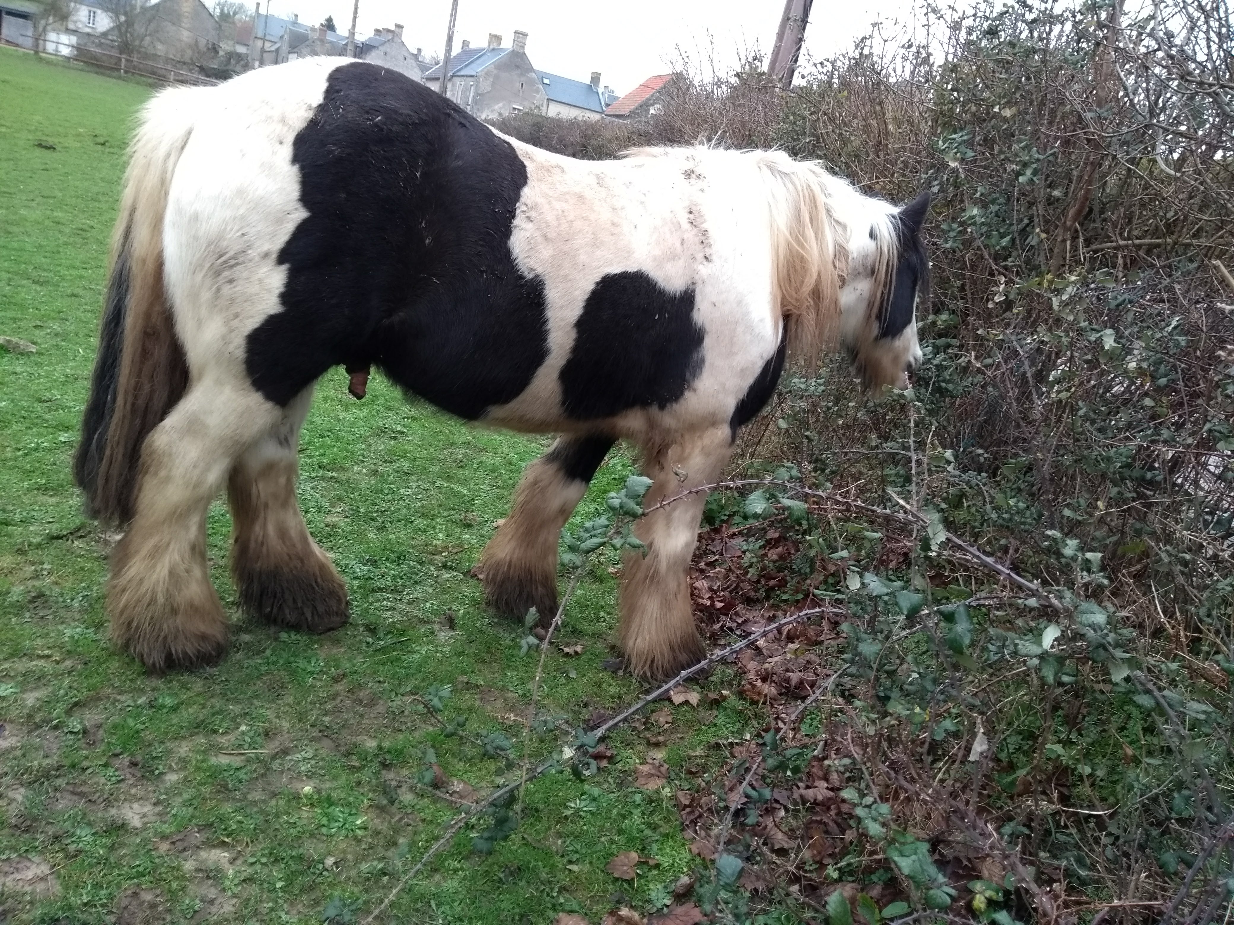 Cob normand Association Familiale de Douvres La Délivrande Cob normand Association Familiale de Douvres La Délivrande
